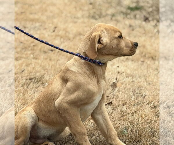 Medium Photo #2 Aussiedor Puppy For Sale in Yardley, PA, USA