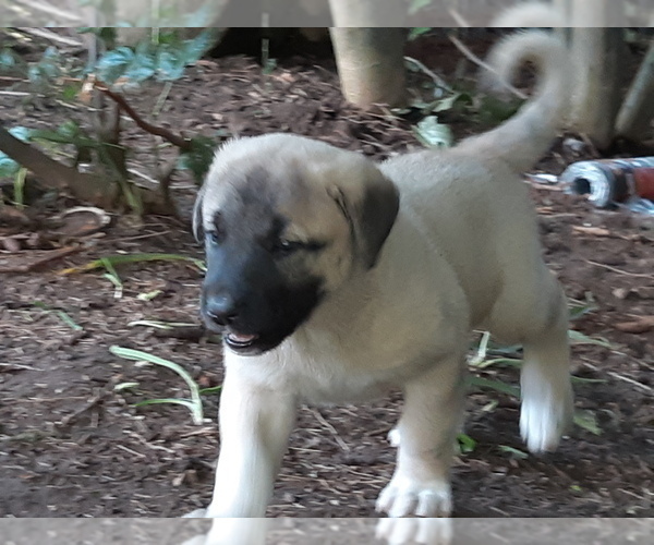 Medium Photo #4 Kangal Dog Puppy For Sale in East Garafraxa, Ontario, Canada
