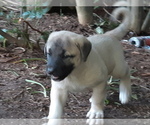 Small Photo #4 Kangal Dog Puppy For Sale in East Garafraxa, Ontario, Canada