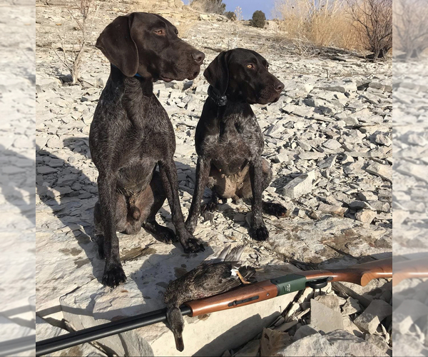 Full screen Photo #1 German Shorthaired Pointer Puppy For Sale in CO SPGS, CO, USA