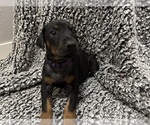 Small #3 Doberman Pinscher