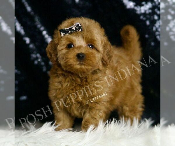 Medium Photo #3 Goldendoodle (Miniature) Puppy For Sale in WARSAW, IN, USA