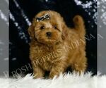 Small #2 Goldendoodle (Miniature)