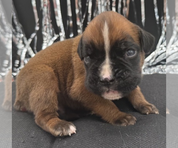 Medium Photo #6 Boxer Puppy For Sale in PAWNEE CITY, NE, USA