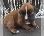 Small #5 Boxer