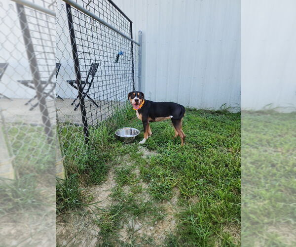 Medium Photo #5 American Pit Bull Terrier-Pointer Mix Puppy For Sale in Evansville, IN, USA