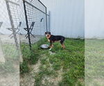 Small #4 American Pit Bull Terrier-Pointer Mix