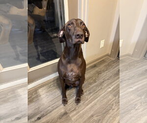 Rocky * - Male German Shorthaired Pointer Dog for Adoption - Photo #2