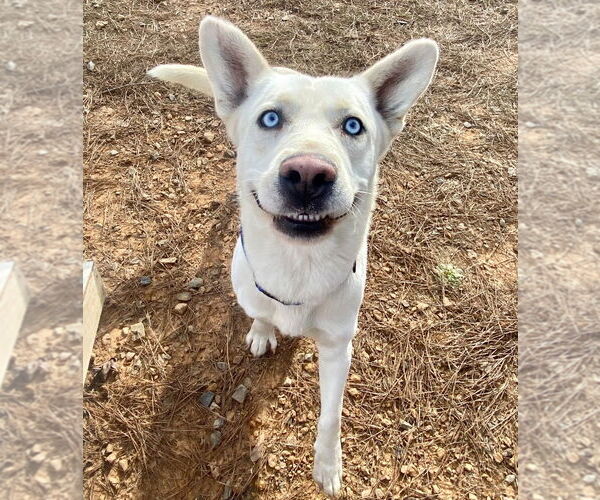 Medium Photo #3 Siberian Husky Puppy For Sale in Bryant, AR, USA