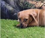 Small #7 Catahoula Leopard Dog