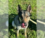 Small #2 German Shepherd Dog