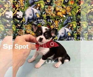 Chihuahua Puppy for sale in WINNSBORO, LA, USA