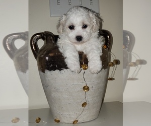 Poo-Ton-Zuchon Mix Puppy for sale in BELLEFONTE, PA, USA