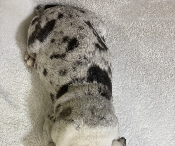 Medium Photo #33 Olde English Bulldogge Puppy For Sale in CHETEK, WI, USA
