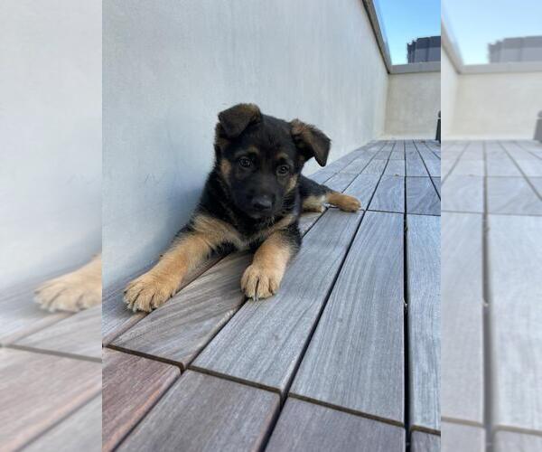 Medium Photo #6 German Shepherd Dog Puppy For Sale in SAN FRANCISCO, CA, USA