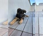 Small Photo #6 German Shepherd Dog Puppy For Sale in SAN FRANCISCO, CA, USA