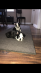 Small Photo #8 Boston Terrier Puppy For Sale in COLUMBIAVILLE, MI, USA