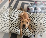 Small #11 Mutt
