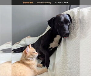 Labrador Retriever Dogs for adoption in Benton, PA, USA