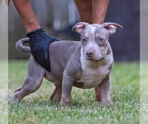 American Bully Puppy for sale in SUGAR LAND, TX, USA