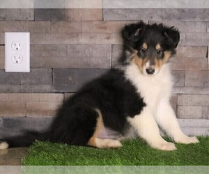 Collie Puppy for sale in FREDERICKSBG, OH, USA
