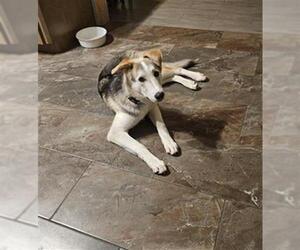 Siberian Husky Dogs for adoption in Pasadena, TX, USA