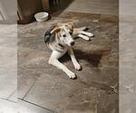Small Siberian Husky