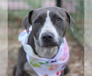 American Staffordshire Terrier-Unknown Mix Dogs for adoption in San Antonio, TX, USA