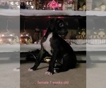 Small Photo #9 Great Dane Puppy For Sale in IUKA, IL, USA