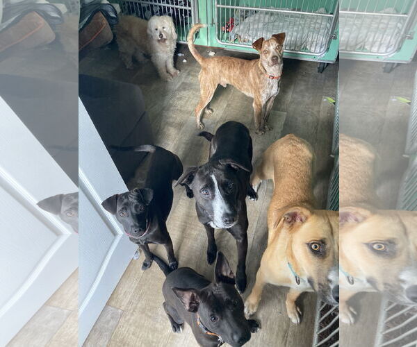 Medium Photo #10 Labrador Retriever-Unknown Mix Puppy For Sale in San Diego, CA, USA