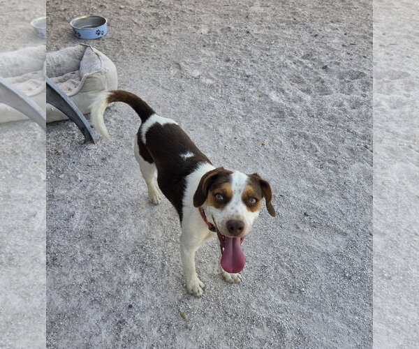 Medium Photo #11 Beagle Puppy For Sale in Las Vegas, NV, USA