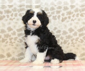 Miniature Bernedoodle Puppy for sale in DENVER, PA, USA