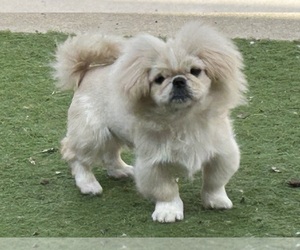 Pekingese Puppy for sale in MESQUITE, TX, USA
