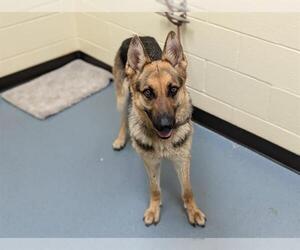 German Shepherd Dog Dogs for adoption in Denver, CO, USA