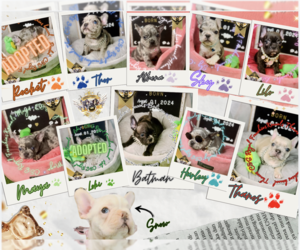 French Bulldog Litter for sale in ATHENS, GA, USA