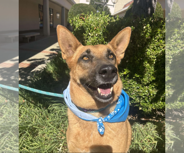 Medium Photo #2 Mutt Puppy For Sale in Fresno, CA, USA