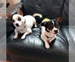 Small #3 Chihuahua Mix