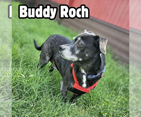 Medium Photo #7 Chiweenie Puppy For Sale in San Antonio, TX, USA
