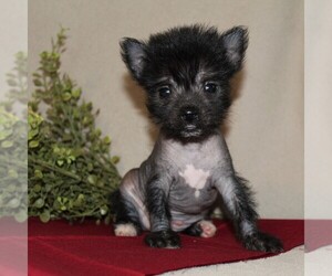 Chinese Crested-Schipperke Mix Puppy for sale in MYERSTOWN, PA, USA
