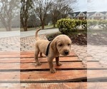 Puppy Freddie Mastiff