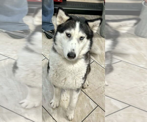 Medium Photo #1 Siberian Husky Puppy For Sale in Cedar Crest, NM, USA