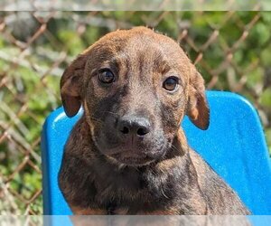 Labrador Retriever-Mountain Cur Mix Dogs for adoption in Anniston, AL, USA