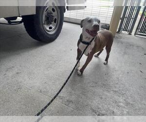 Mutt Dogs for adoption in Texas City, TX, USA