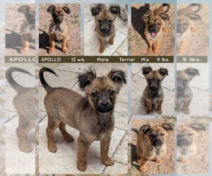 Shih Tzu-Unknown Mix Dogs for adoption in Mesa, AZ, USA