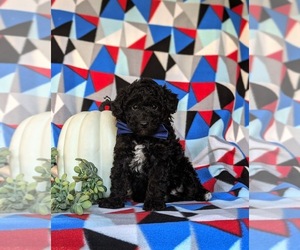 Poodle (Toy) Puppy for sale in KIRKWOOD, PA, USA