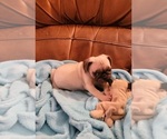 Small #1 Pug