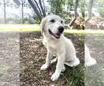 Small #5 Great Pyrenees