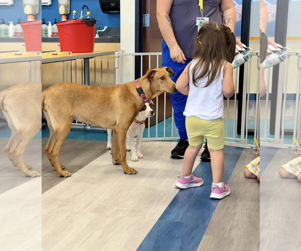 Medium Photo #18 Doberman Pinscher-Rhodesian Ridgeback Mix Puppy For Sale in Cave Creek, AZ, USA