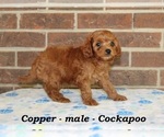 Small #2 Cock-A-Poo