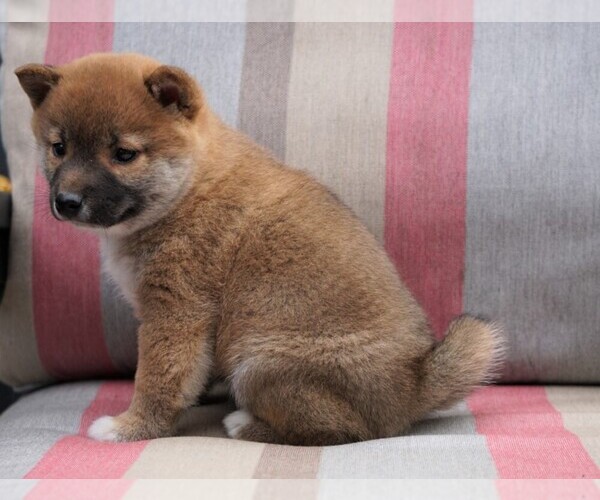 Medium Photo #3 Shiba Inu Puppy For Sale in FREDERICKSBG, OH, USA